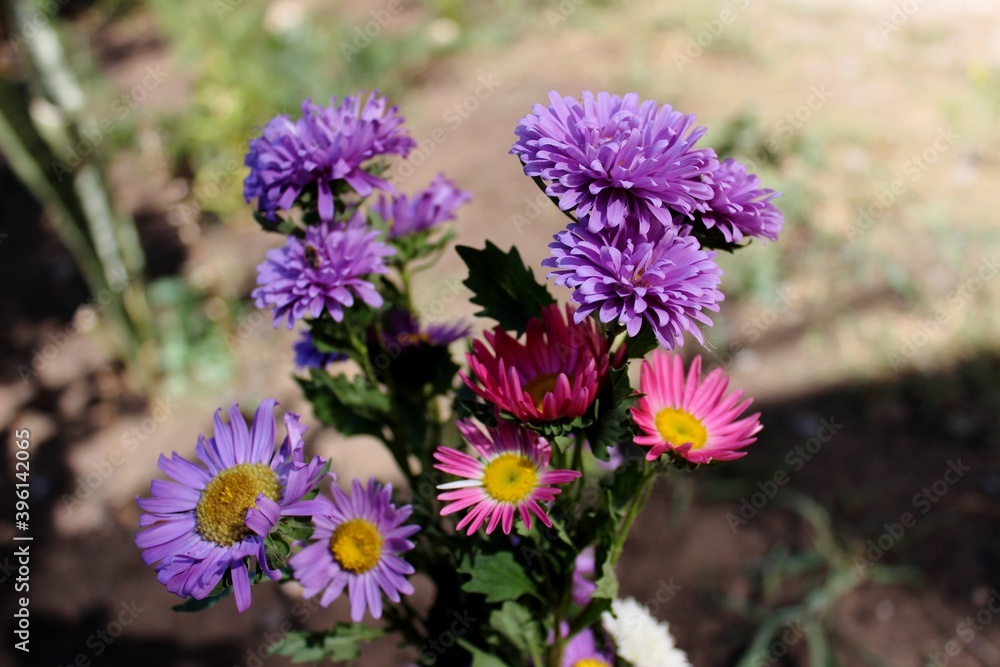 Obraz premium Beautiful flower