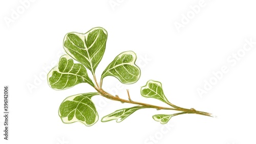 Ecological Concept, Illustration of Ficus Deltoidea, Mistletoe Fig or Mistletoe Rubber Plant for Garden Decoration.
