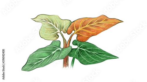 Ecology Concepts, Illustration of Elephant Ear, Philodendron or Colocasia Plants for Garden Decoration.

