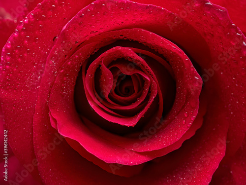 Beautiful red rose with water drops wallpaper. Close-up of top view rose head with droplets  luxury festive background or print design. Macro photography.Valentine s day  love concept