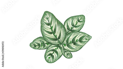 Illustration of Beautiful Calathea Makoyana, Cathedral Windows or Peacock Plant for Garden Decoration
