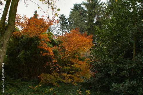 Yellow, red and orange colored leaves on 29 november 2020, photo made in Weert the Netherlands