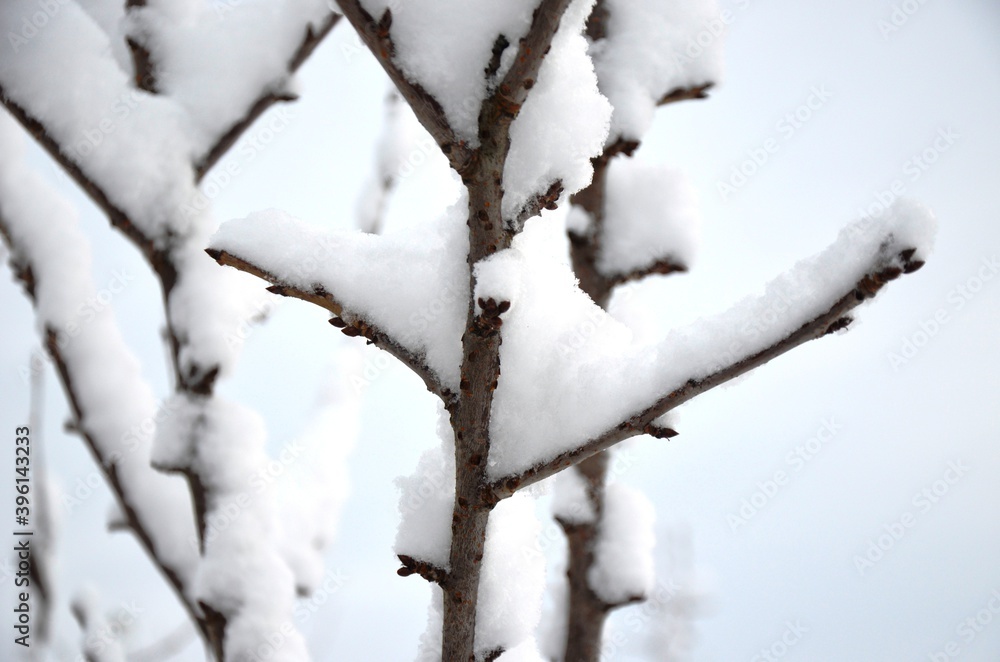 snow covered branches. winter tree with snow