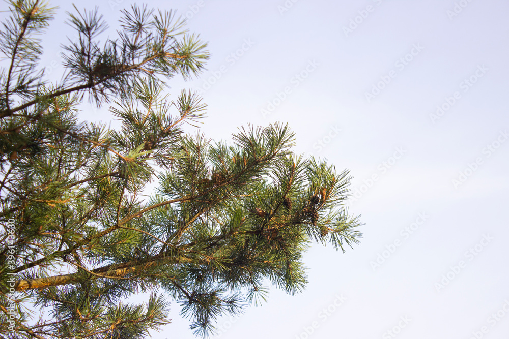 Spruce branch with cones