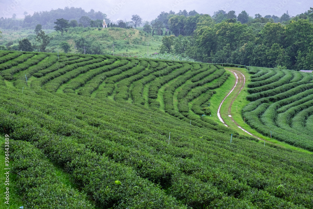 Green tea plantation landscape, Tea Plantation  Chiangrai Thailand