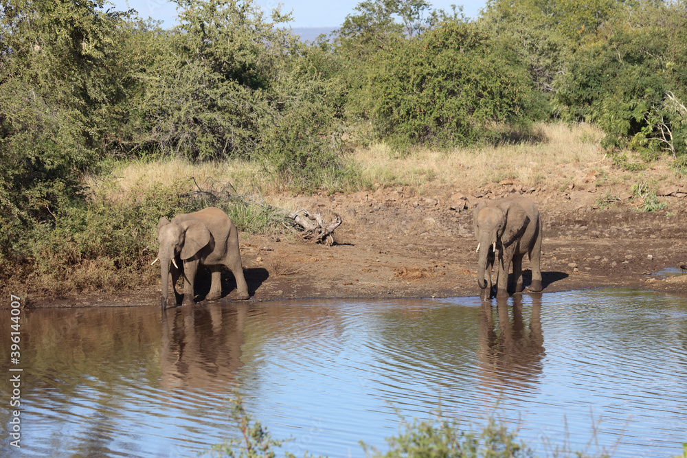 Obraz premium Afrikanischer Elefant / African elephant / Loxodonta africana