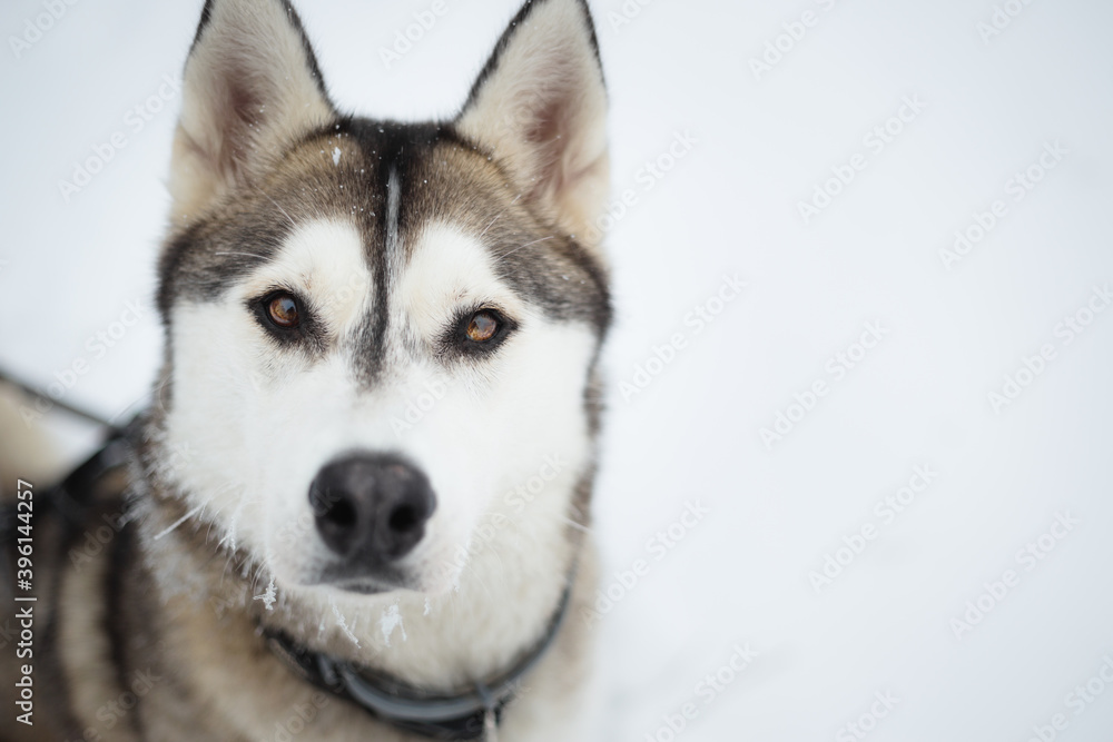 siberian husky wolf like dog sitting and looking up at the camera in snow siberian husky wolf like dog sitting and looking up at the camera in snow