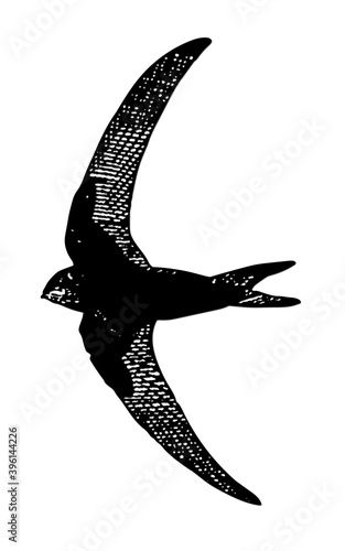 Martinet noir.