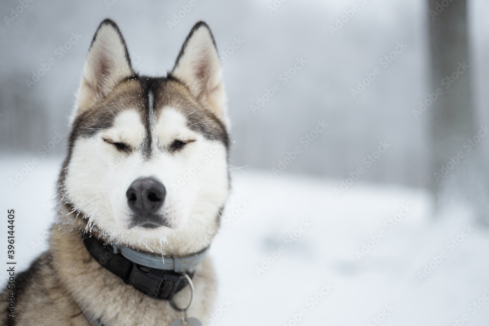 wolf like siberian husky dog head portrait eyes closed sitting in snow in a forest in winter