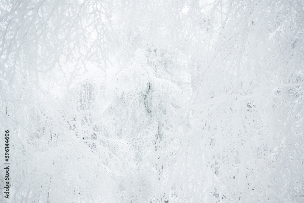 frost covered trees in a misty foggy snowy forest in winter 