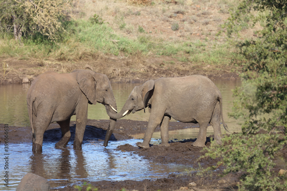 Obraz premium Afrikanischer Elefant / African elephant / Loxodonta africana