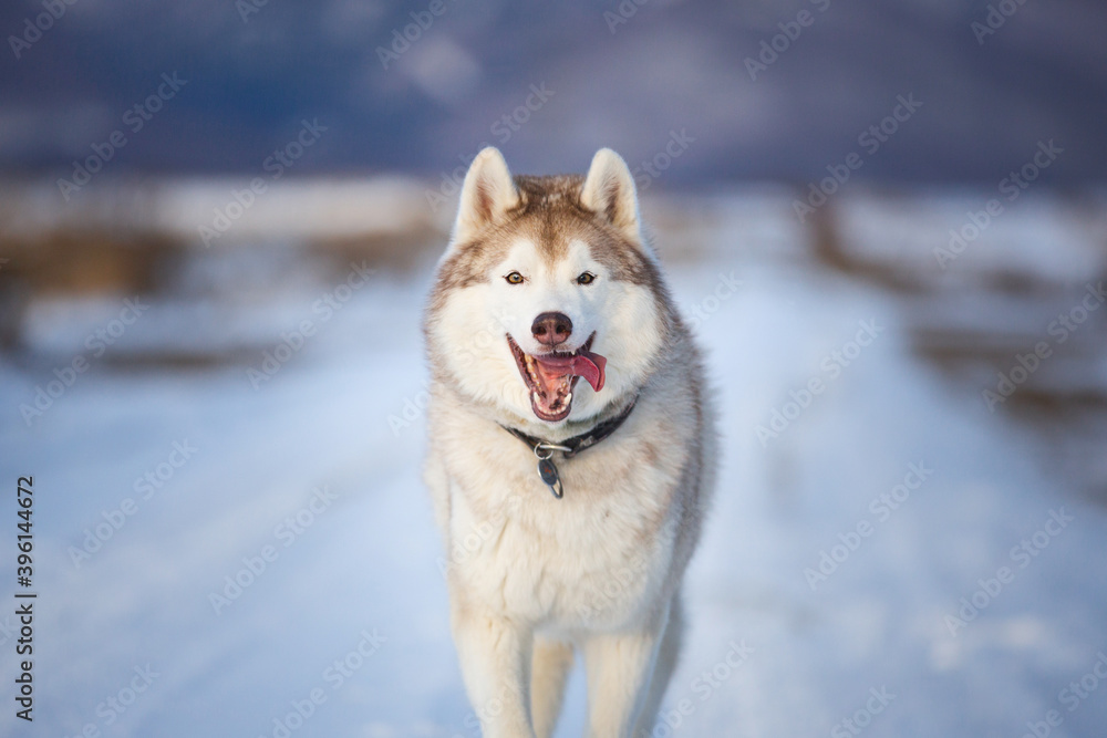 Happy Dog breed siberian husky running in the winter field on mountains background. Happy Dog breed siberian husky running in the winter field on mountains background.