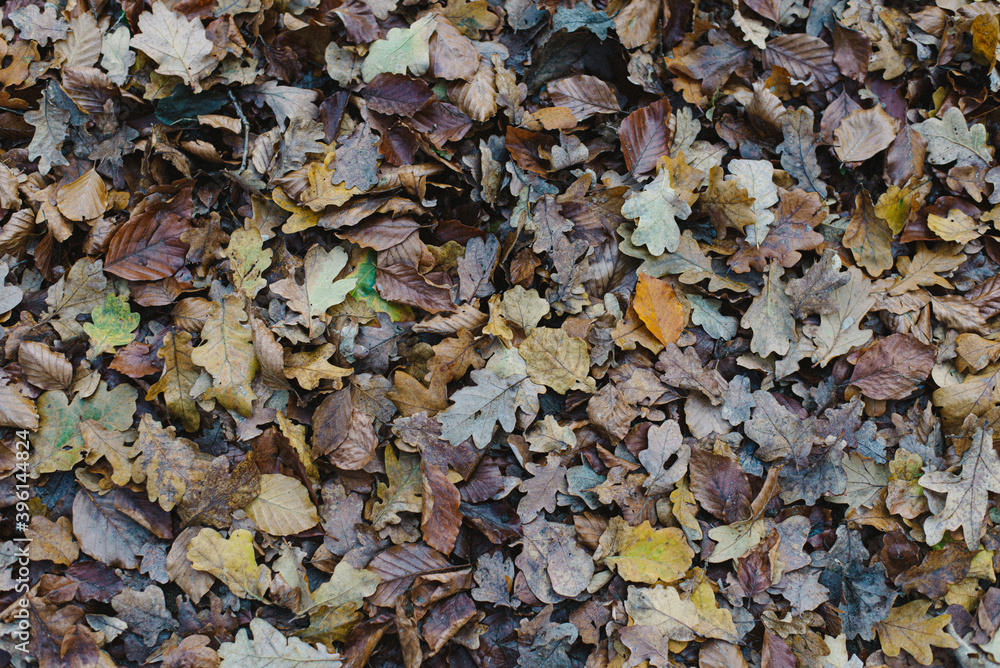 The Autumn in details. The Autumn in details.