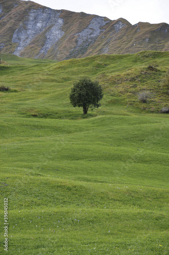 landscape with grass and hills