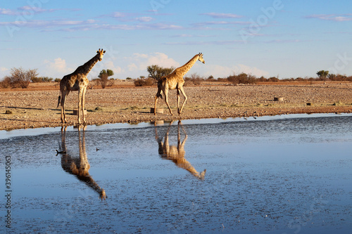 Giraffe at the waterhole - Namibia Africa © Christian
