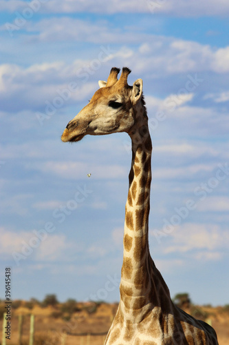 Photography giraffe head - Namibia Africa