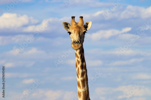 giraffe head - Namibia Africa © Christian