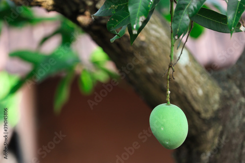 Isolated raw mango in the tree. Raw mango close up view.