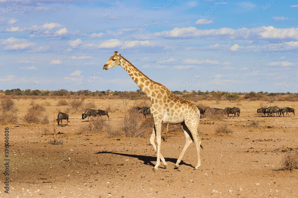 Obraz premium giraffe with wildebeest - Namibia Africa