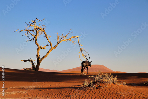 Oryx in Sossusvlei Namib Desert - Namib-Naukluft National Park  Namibia  Africa
