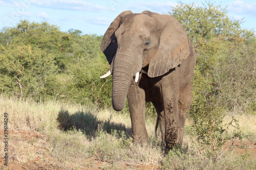 Afrikanischer Elefant   African elephant   Loxodonta africana