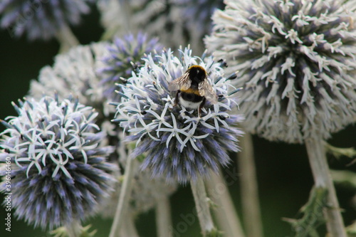 bee on a flower