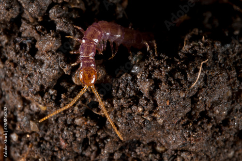 Картината върху платно Centipede (Eupolybothrus sp.).