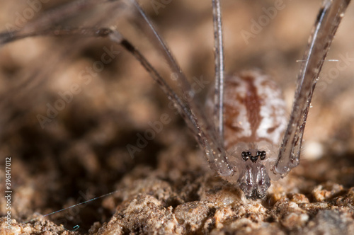 Cellar spider (Holocnemus sp.), Italy.