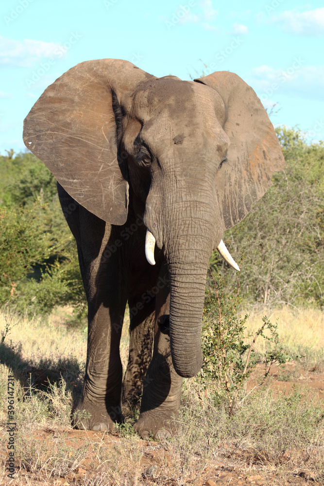 Fototapeta premium Afrikanischer Elefant / African elephant / Loxodonta africana