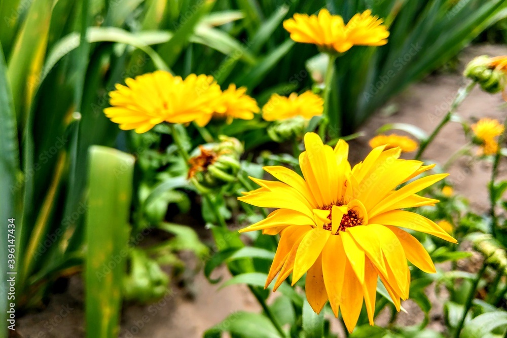Closeup of yellow daisy flower in the garden, nature background. Closeup of yellow daisy flower in the garden, nature background.