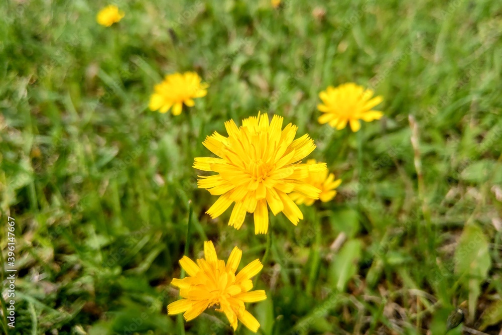 Dandelion flower in the meadow on a sunny day. Dandelion flower in the meadow on a sunny day.