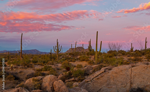 Classic Arizona Desert Landscape With Cactus At Dusk