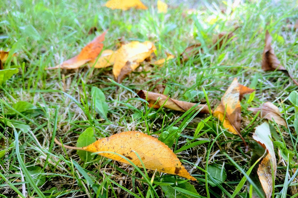 Yellow leaves on the grass, autumn time, nature background, seasonality. Yellow leaves on the grass, autumn time, nature background, seasonality.