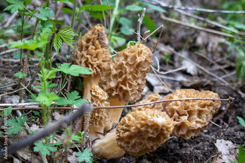 Morchella, the true morels, is a genus of edible sac fungi closely related to anatomically simpler ... Morel mushrooms. High quality photo