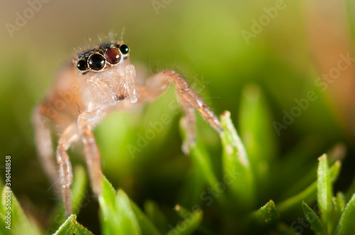 Jumping spider (Saitis barbipes) female. photo