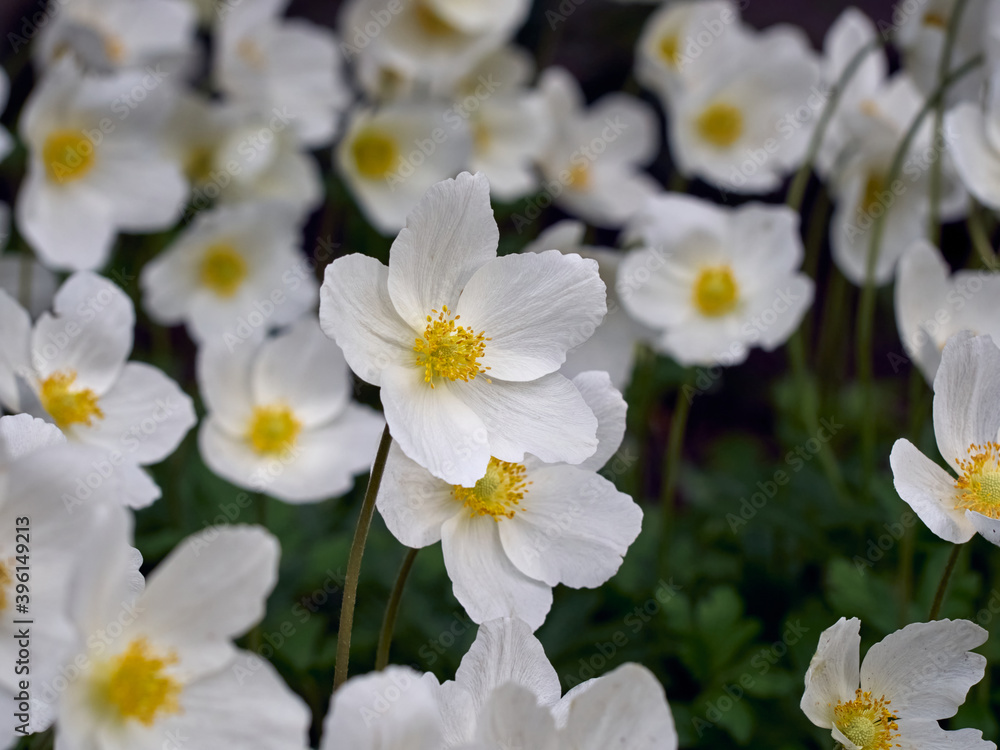 Anemone flowers in the garden. Anemone flowers in the garden.