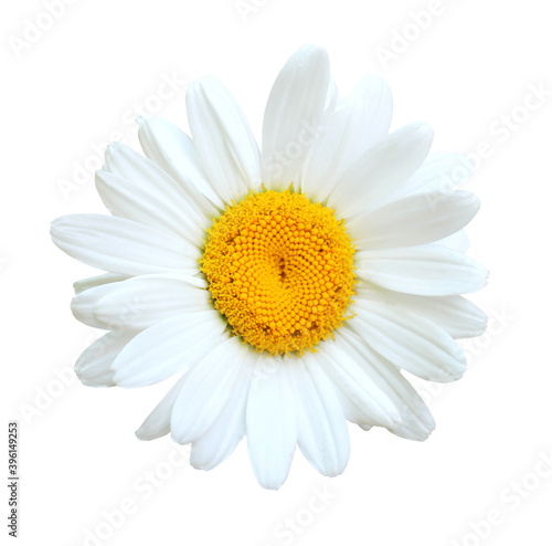 flower isolated on white background © Chantal