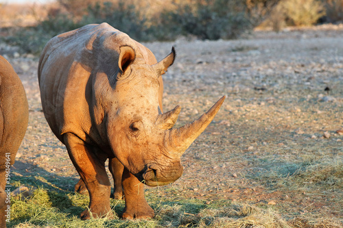 white rhino eats - Namibia Africa