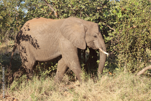 Afrikanischer Elefant   African elephant   Loxodonta africana