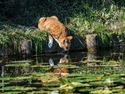 stray cat drinking from a pond 2