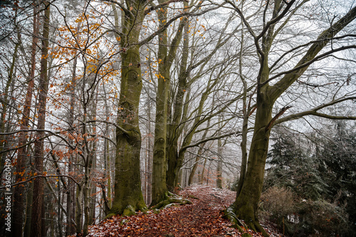 Mystical autumn or winter forest, beautiful fall color and snow on trails, road covered with leaves, trees, Hiking Golden Trail of Bohemian Paradise near Vranov castle Pantheon, Czech Republic
