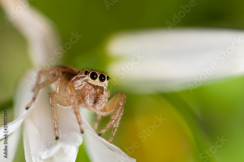 Jumping spider (Icius subinermis) female, Italy.

 photo