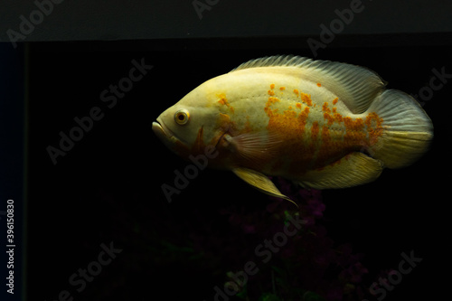 Astronotus ocellatus fish also known as Oscar fish isolated on black background. © Пётр Рябчун