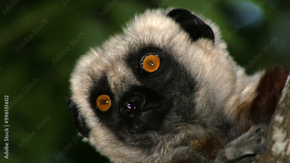 Naklejka premium fauna