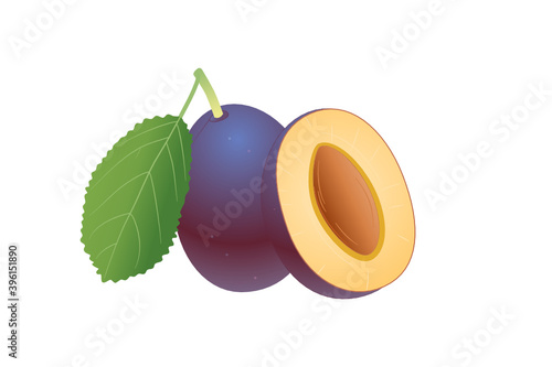 Zwetschge fruit illustration isolated on a white background.  Vector.