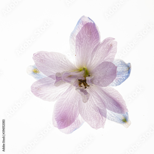 delphinium flower isolated on the white background