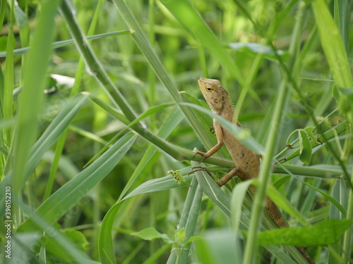 A lizard stand still on a tree.