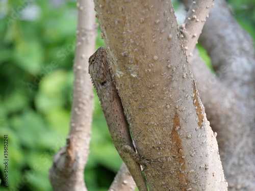 A lizard stand still on a tree.