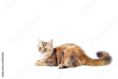 motley cat with a long fluffy tail lies and looks straight on a white background