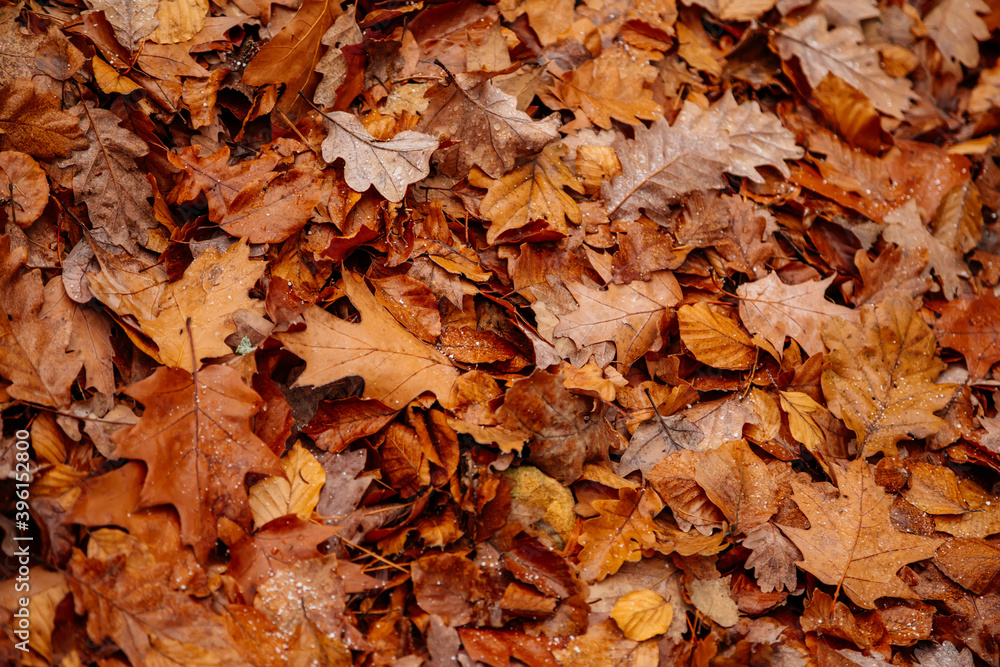 Fresh Dew drops and snow on fall colored leaves, Orange, Yellow and red maple autumn leaves lie on the ground. Maple and oak leaves fell from the trees under feet. Autumn composition, pattern Fresh Dew drops and snow on fall colored leaves, Orange, Yellow and red maple autumn leaves lie on the ground. Maple and oak leaves fell from the trees under feet. Autumn composition, pattern